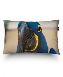 Подушка прямокутна синий попугай